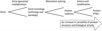 Plant Proteoforms Under Environmental Stress: Functional Proteins Arising From a Single Gene